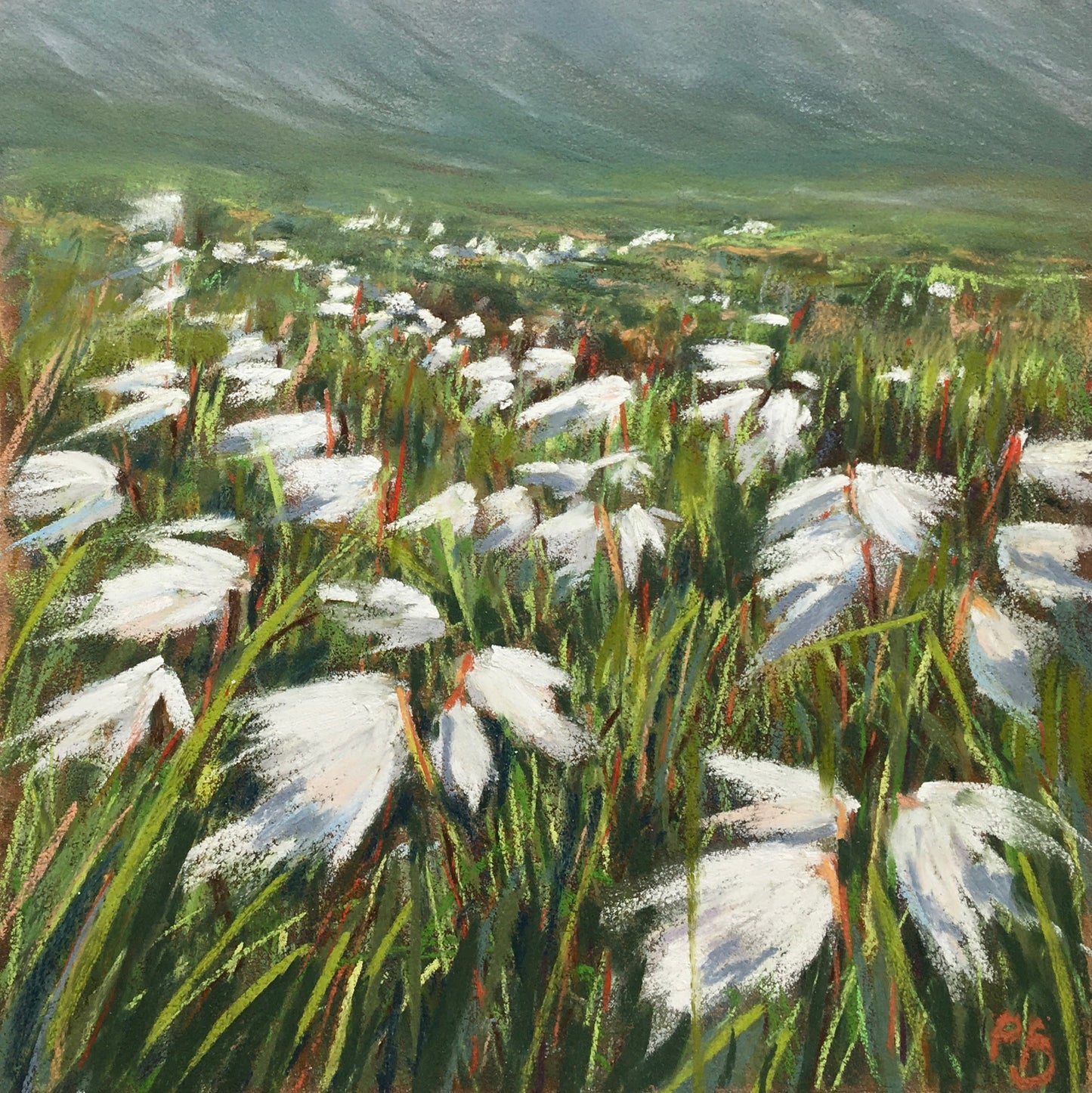 Bog Cotton at Seefin, Sheepshead.